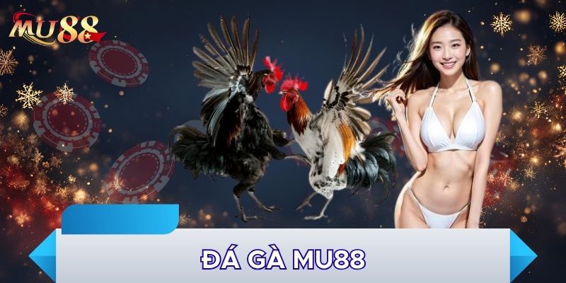 Đá gà MU88 siêu cuốn