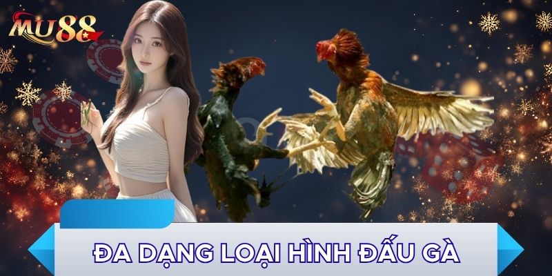 Đa dạng loại hình đấu gà